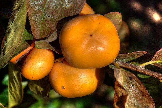 Caqui.: Foto: Ana Alas - Flickr