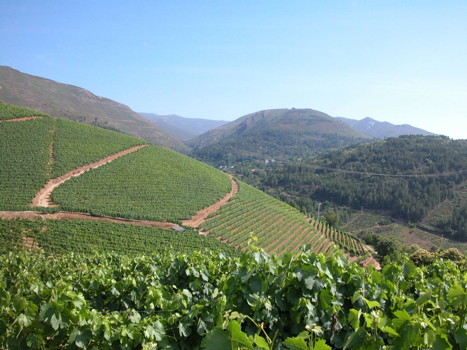 Viñedos de Avanthia