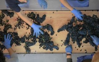 Despalillado. Foto: Teso La Monja