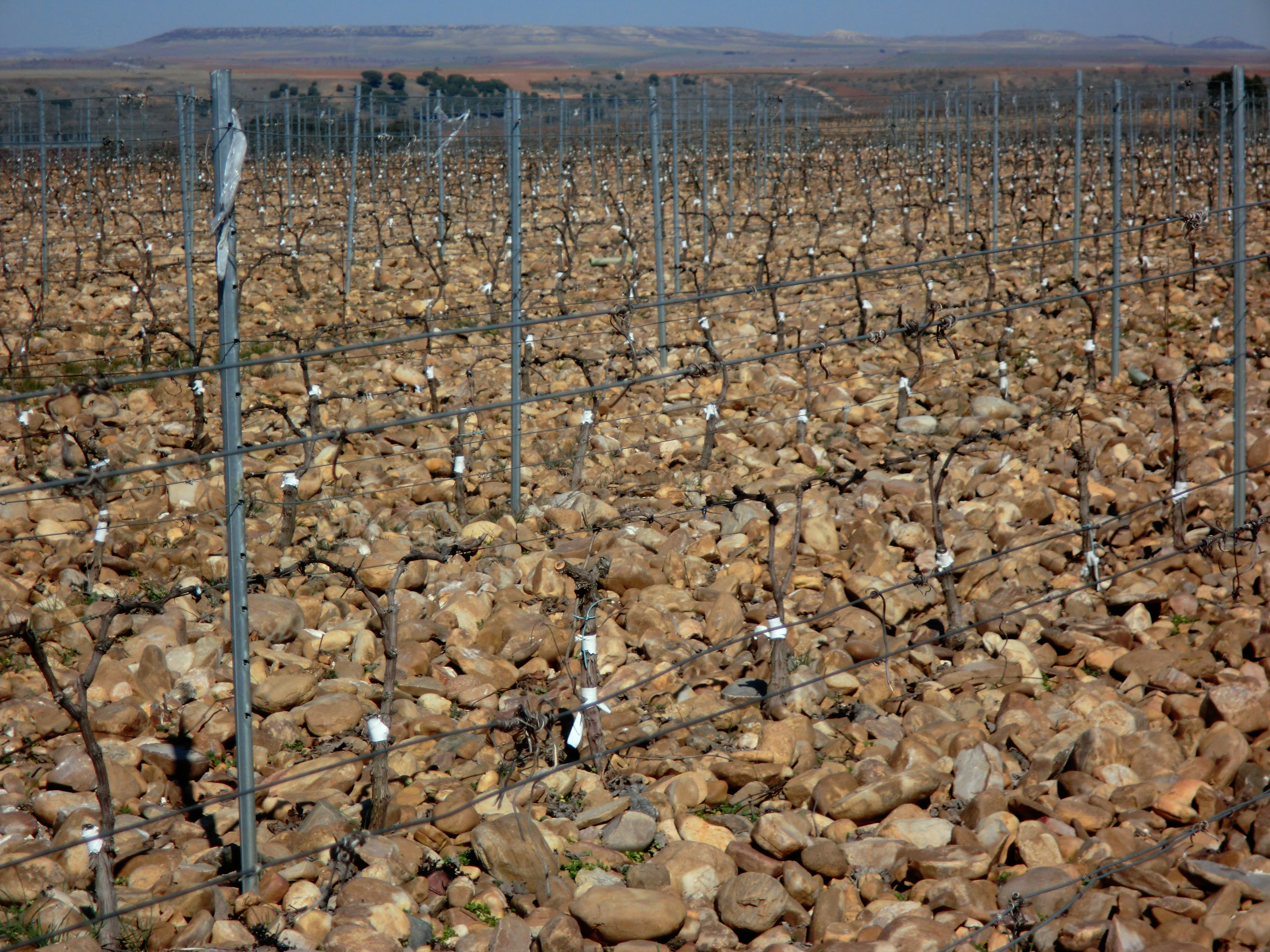 Viñedos de San Román