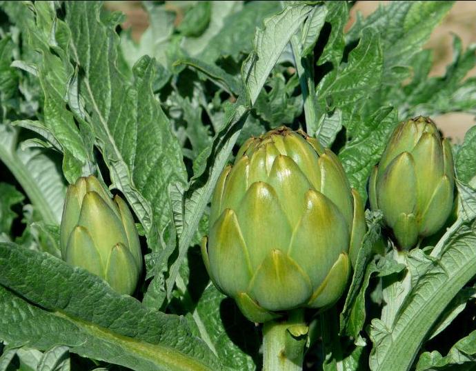 Alcachofa. Foto: .Bambo. Flickr