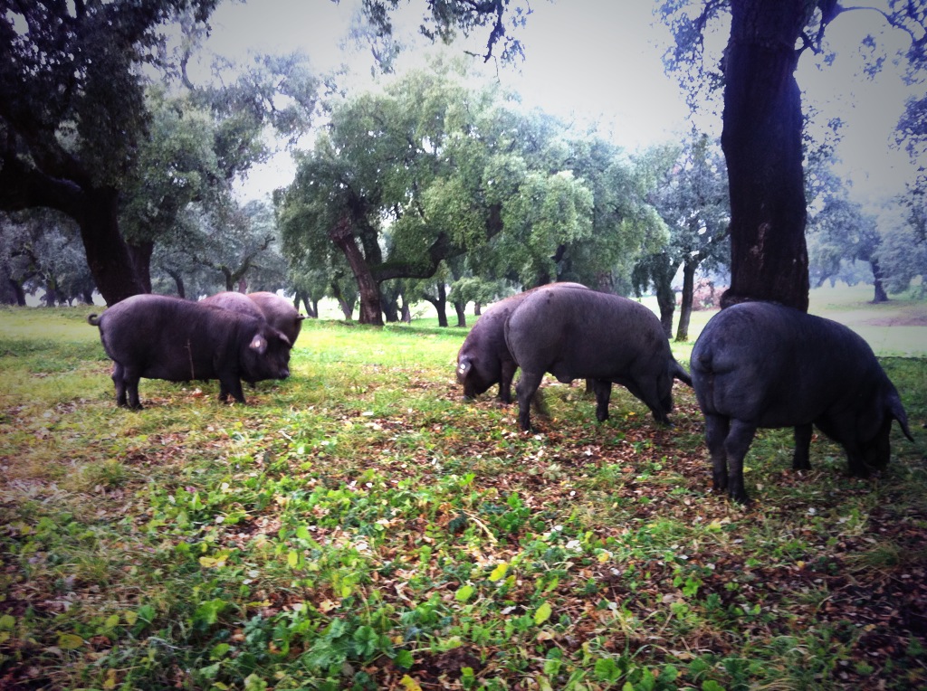 Cerdos ibéricos en la dehesa