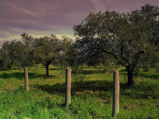 Olivos. Foto: Flickr pmgv