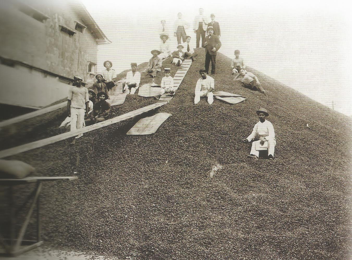 Producción de cacao fino