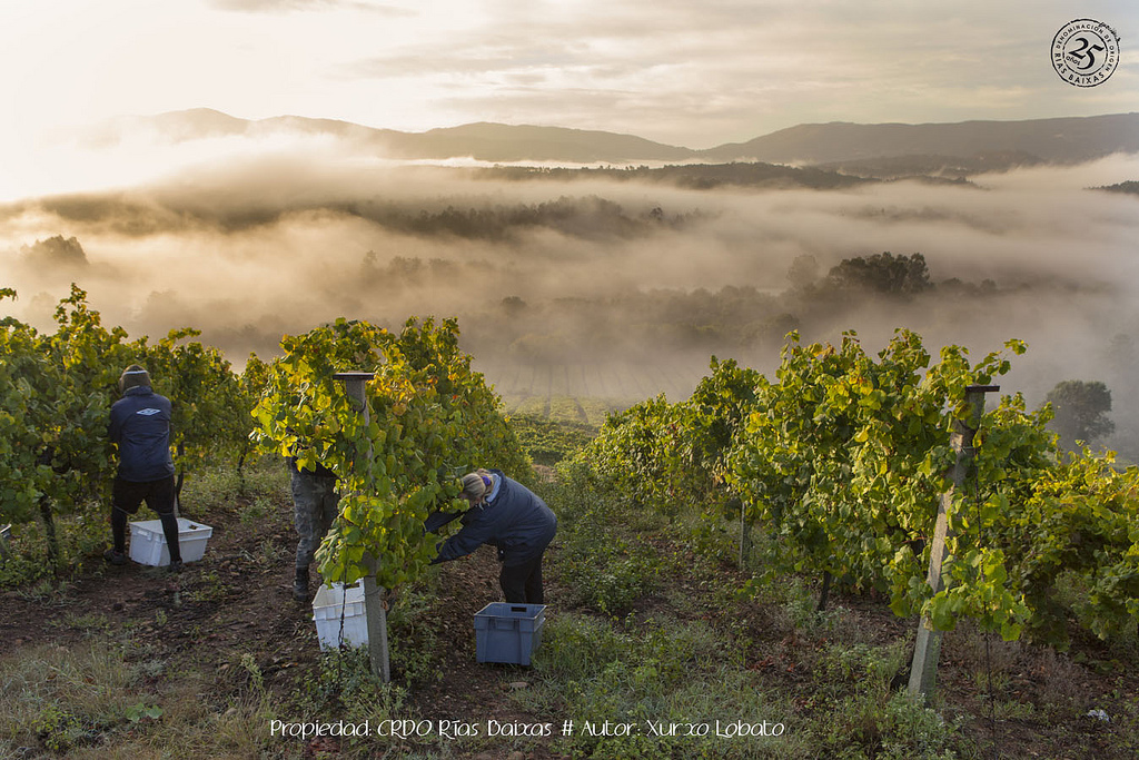 Viñedos en la D.O Rias Baixas. Foto: Xurxo Lobato