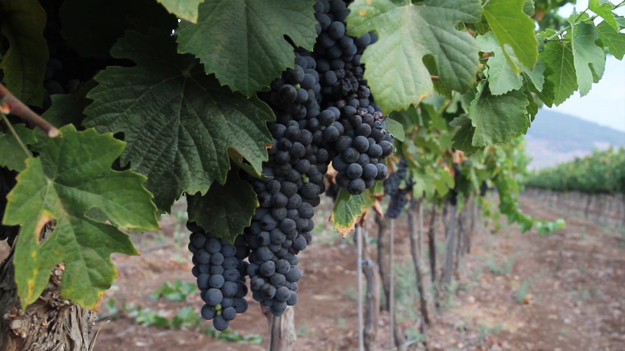 Vinos de Israel - Netofa Winery