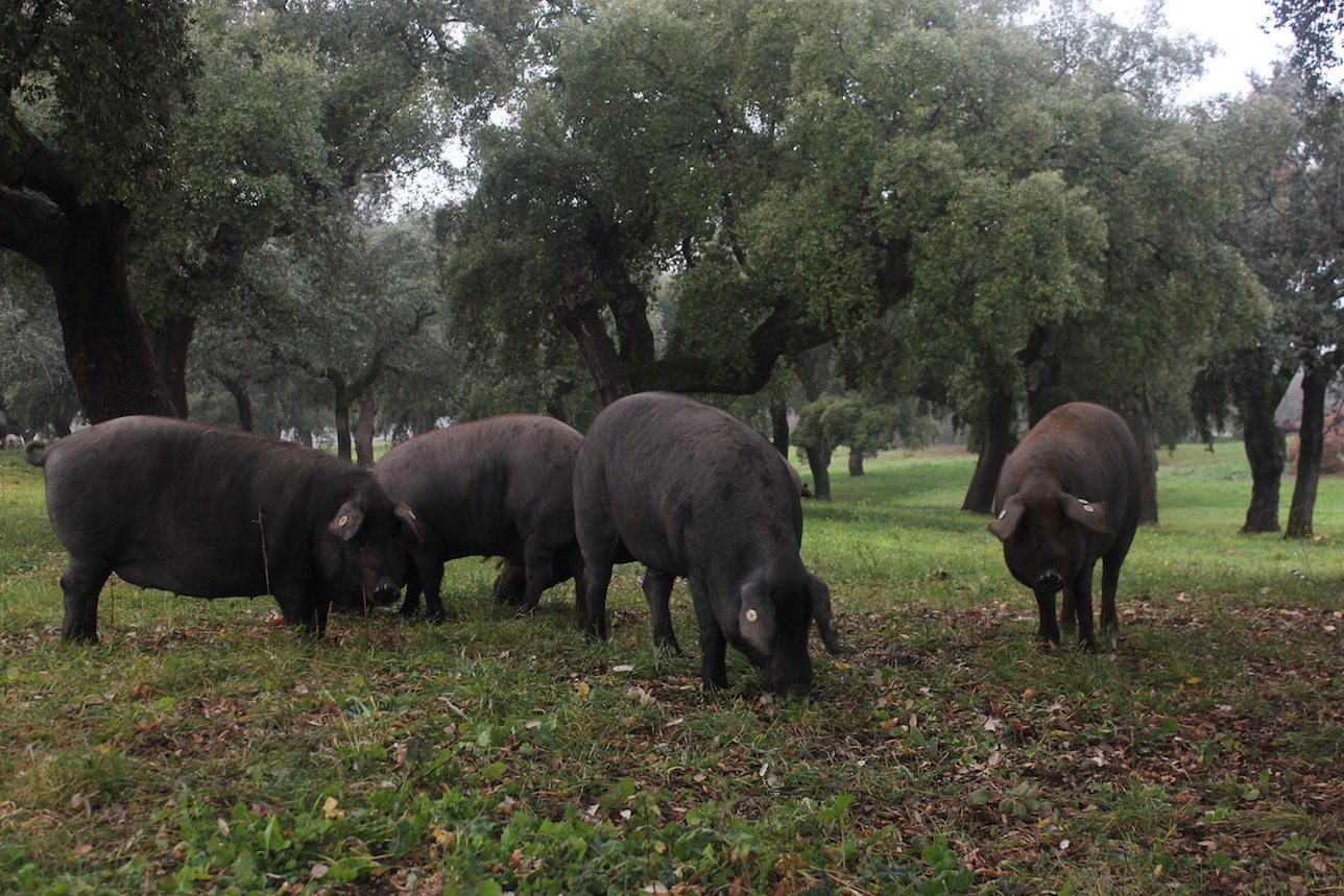 El cerdo ibérico pasta en extensas fincas