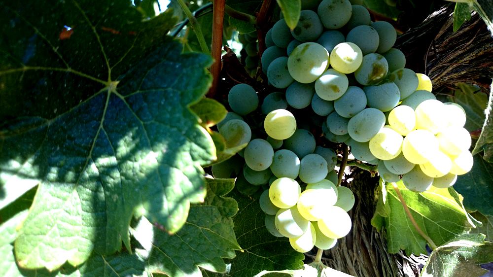 Los mejores Suavignon Blanc del mundo