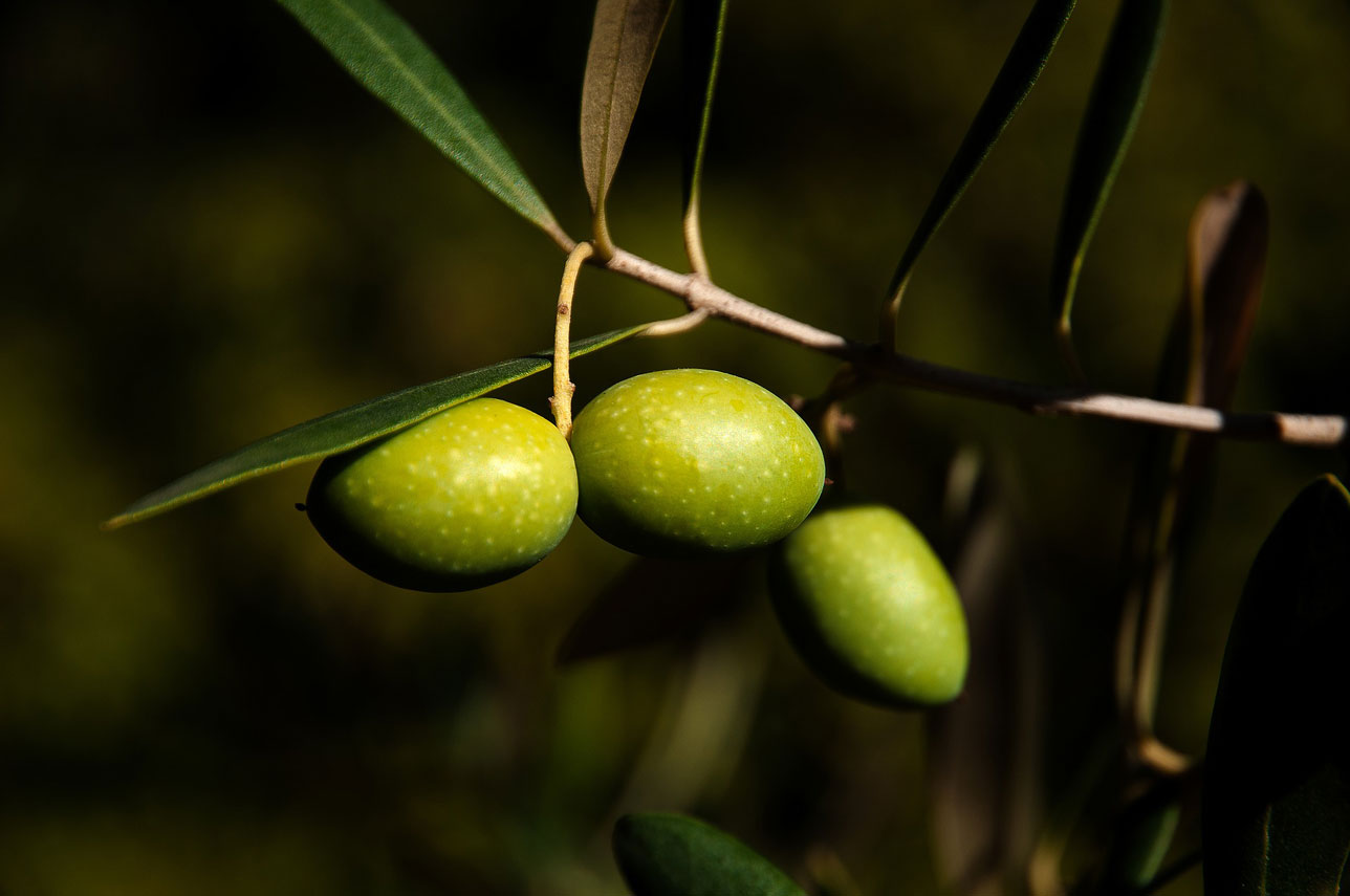 Aceitunas