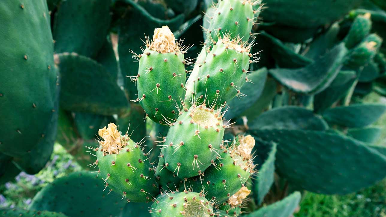 Nopal