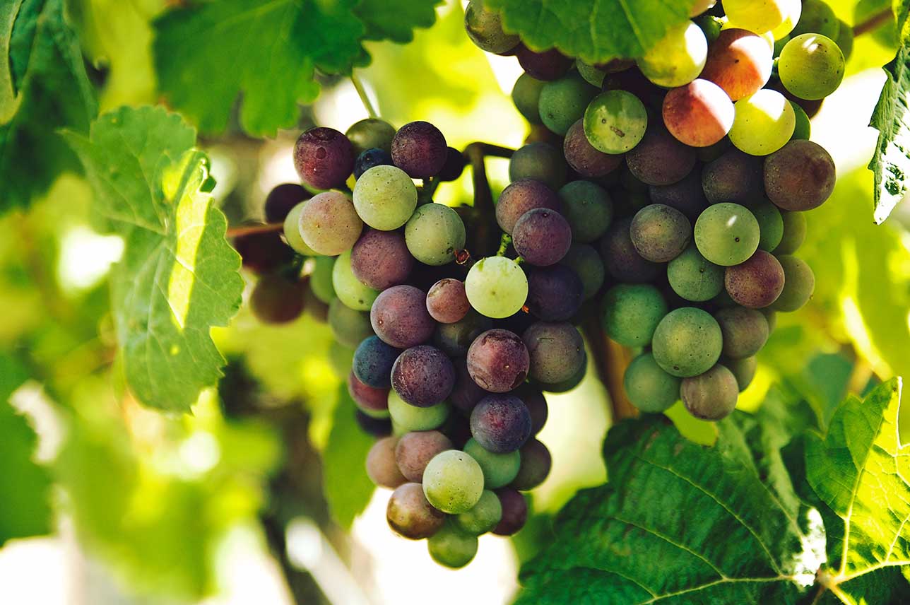 El cambio climático impacta en la producción del vino | The Gourmet
