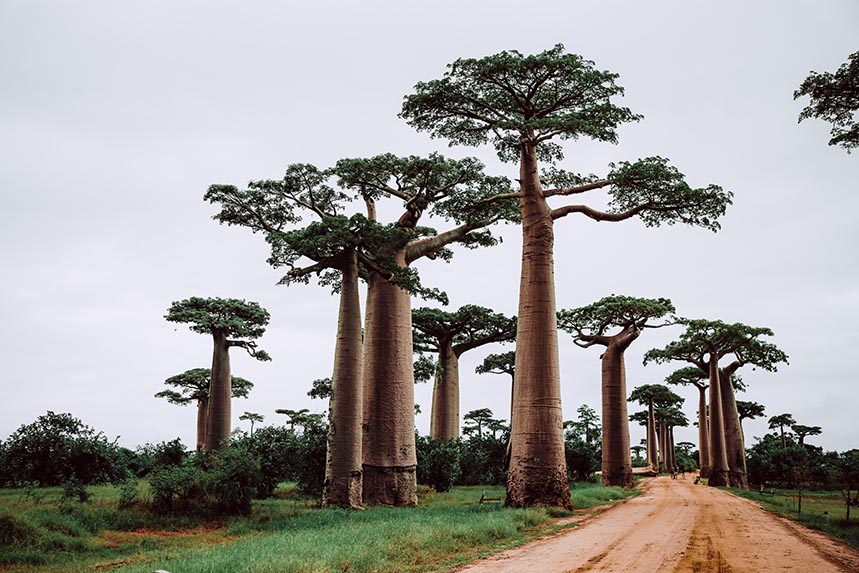 Baobab, el árbol sagrado africano