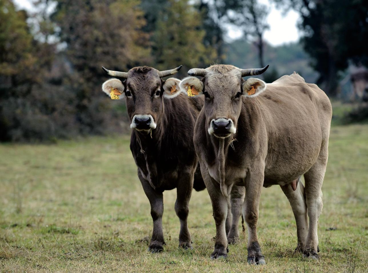 La vaca bruna es una raza de ganado del este de los Pirineos de Cataluña