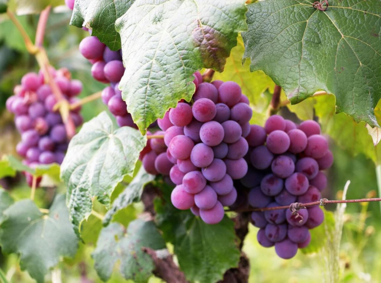 Unconventional Uses for Grapes in Everyday Products