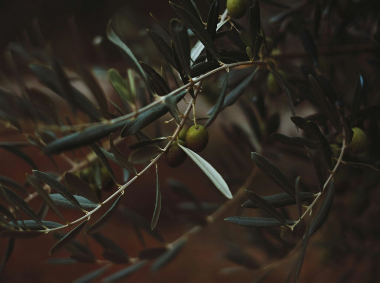 Aceite de oliva virgen extra de Jaén