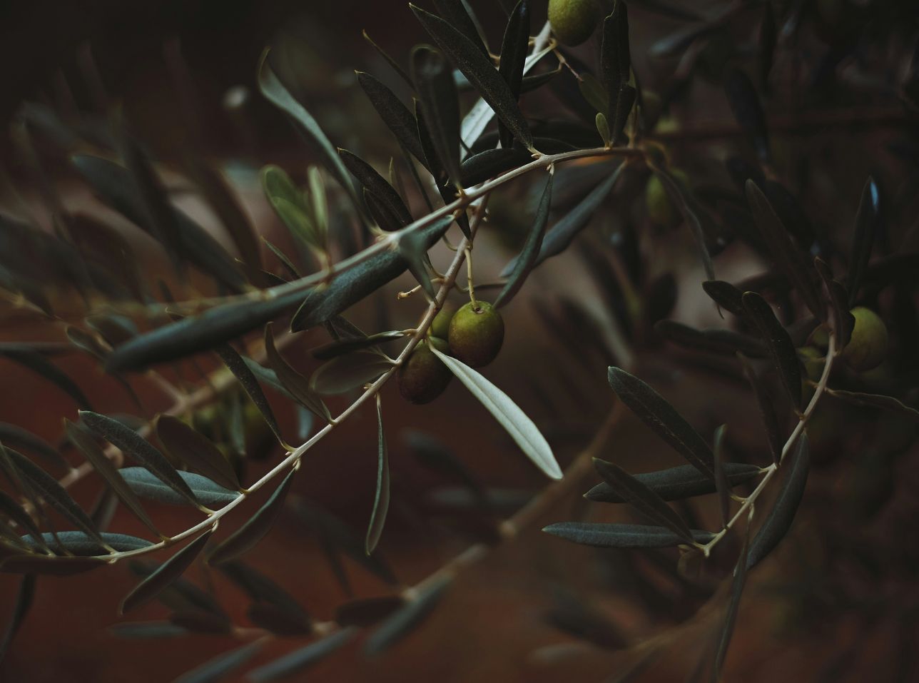 Aceite de oliva virgen extra de Jaén