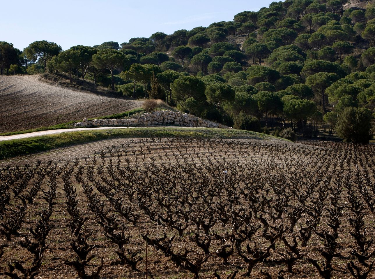 Castilla y León es una de las regiones con mayor riqueza vinícola de Europa