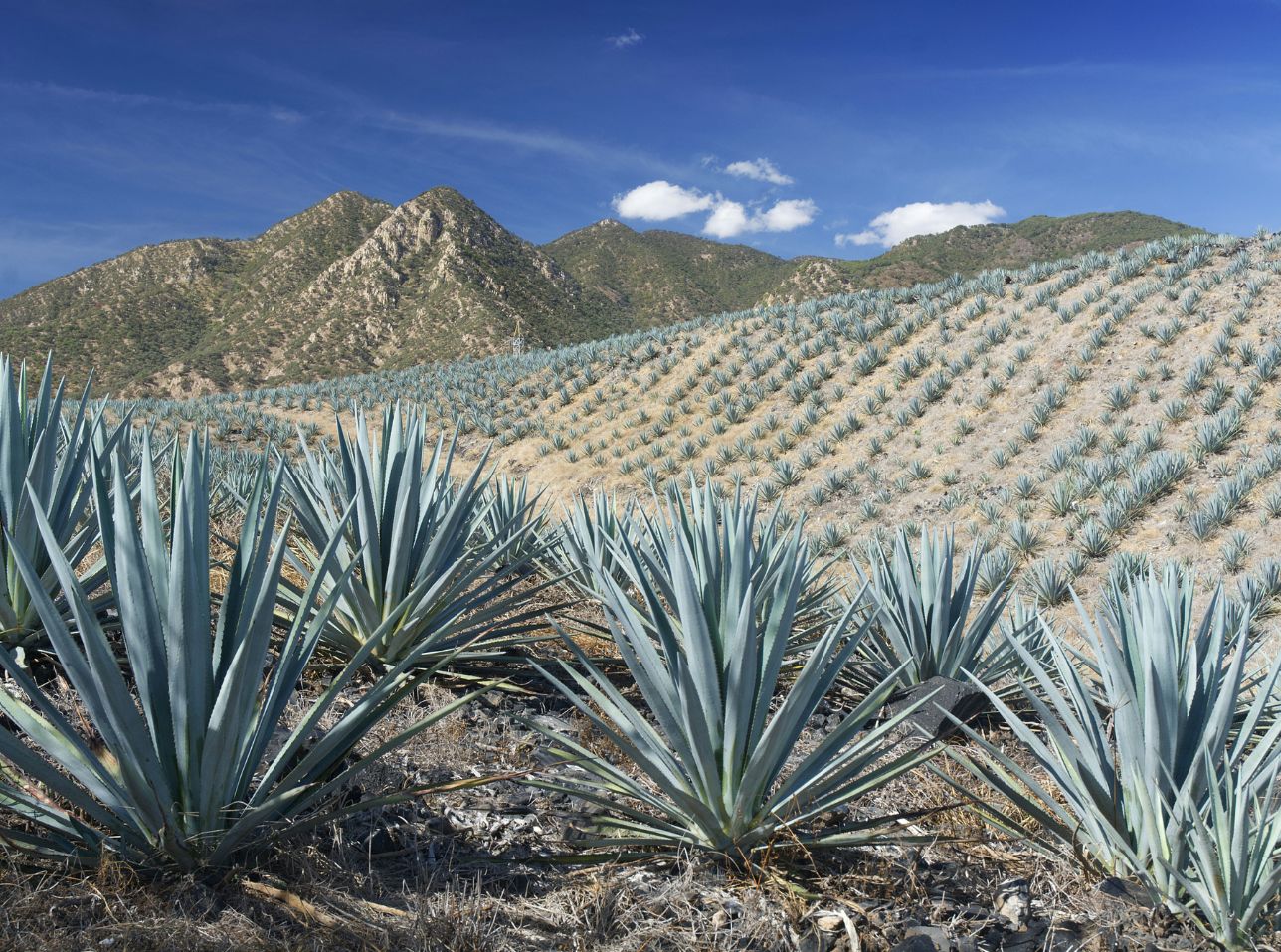 Tequila vs Mezcal