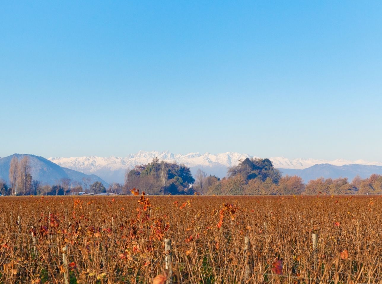 Viñedos de Santa Cruz