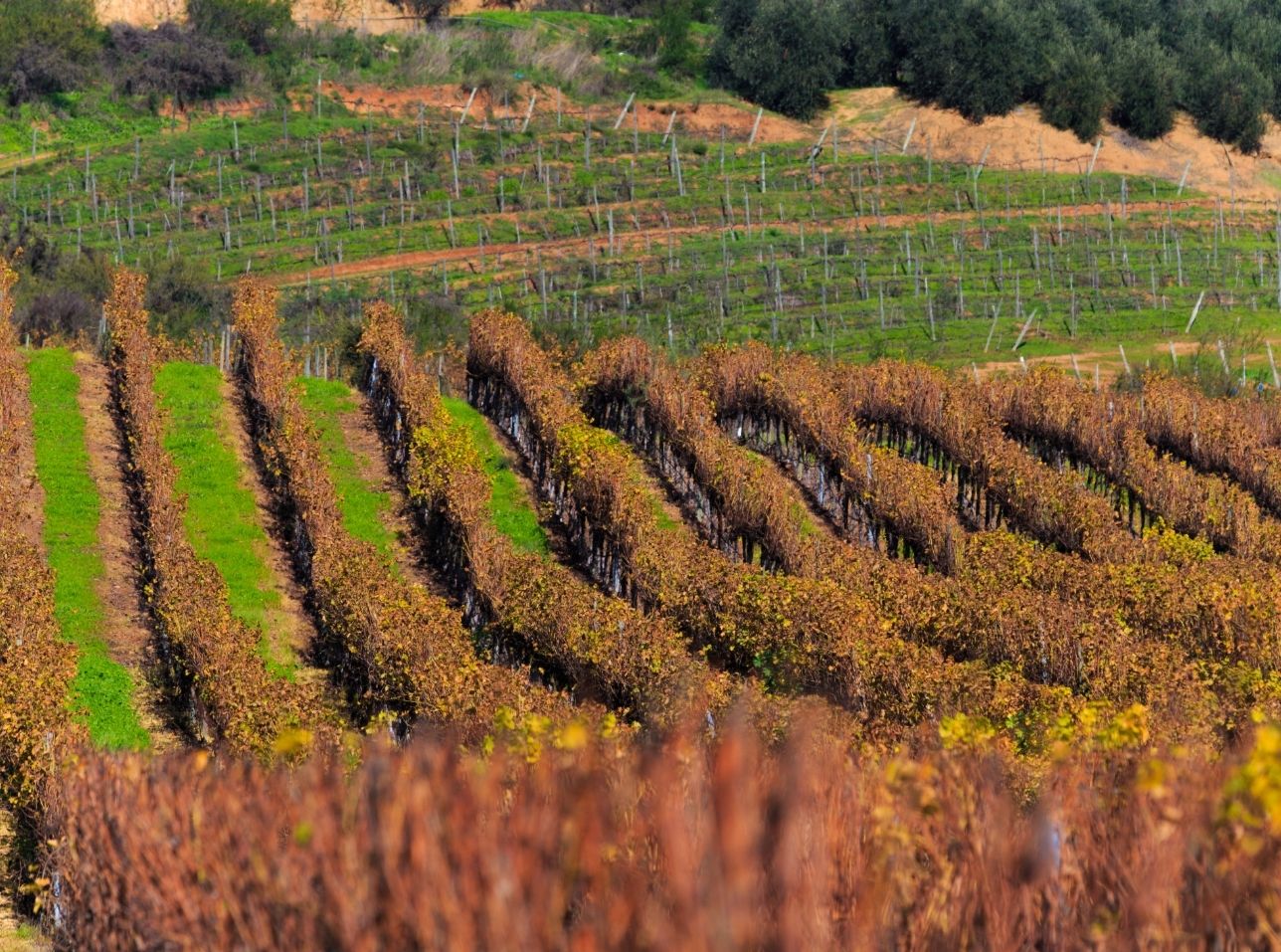 Viñedos en el Valle de Casablanca