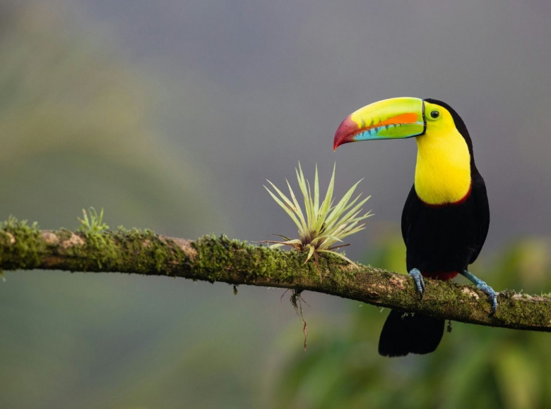 Ruta gastronómica por Costa Rica